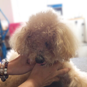 よろしくトイプー