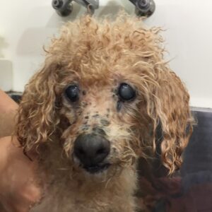 シャンプートイプー