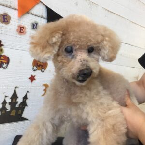 仕上がりトイプー