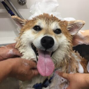 シャンプーしば