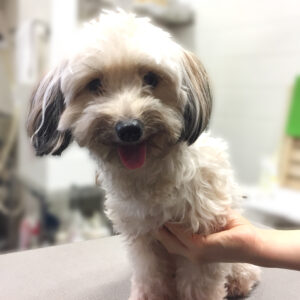 よろしくミックス