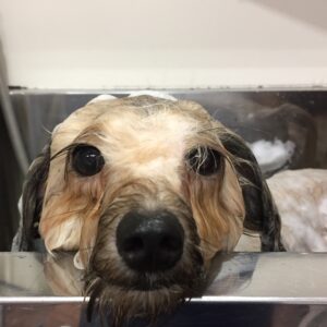 シャンプーミックス