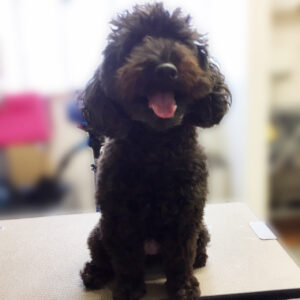 よろしくトイプー