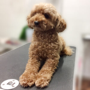 よろしくトイプー