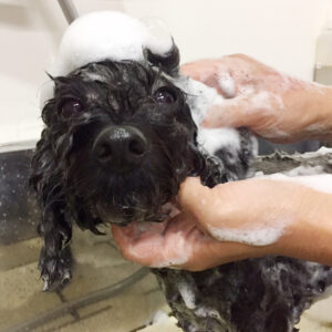 シャンプートイプー