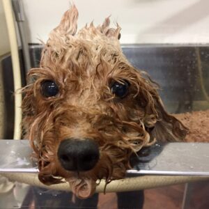 シャンプートイプー