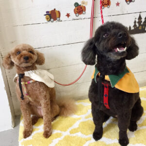 仕上がりトイプー