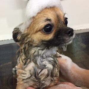シャンプーチワワ