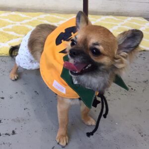 仕上がりチワワ