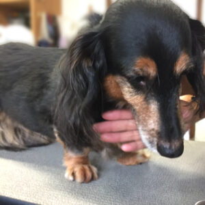 よろしくダックス