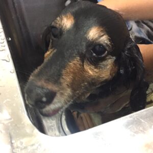 シャンプーダックス