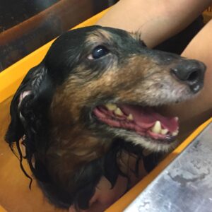 お風呂ダックス