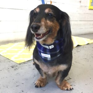 仕上がりダックス