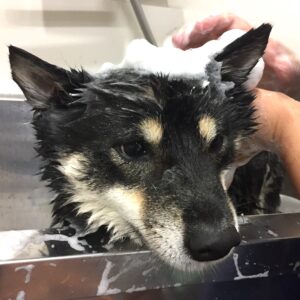 シャンプーしば