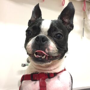 シャンプーボストン