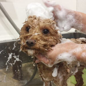 シャンプートイプー