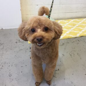 仕上がりトイプー