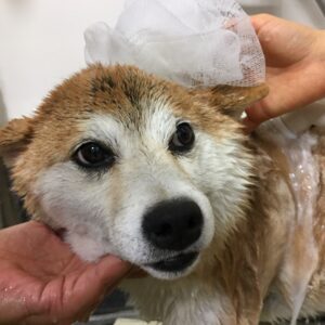 しゃんぷーしば