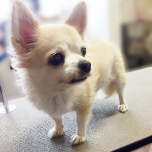 よろしくチワワ