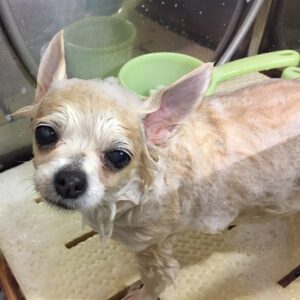 シャンプーチワワ