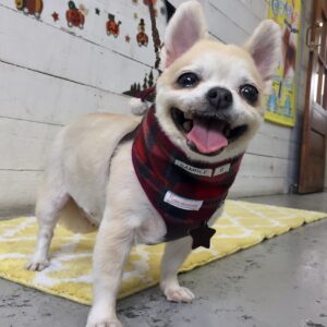 仕上がりチワワ