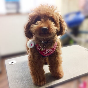 よろしくトイプー