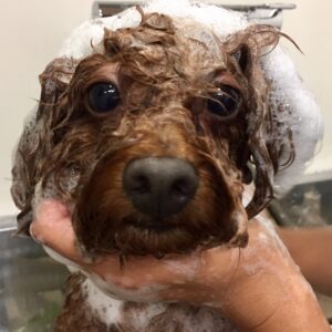 シャンプートイプー