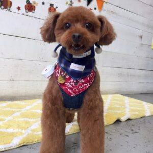 仕上がりトイプー