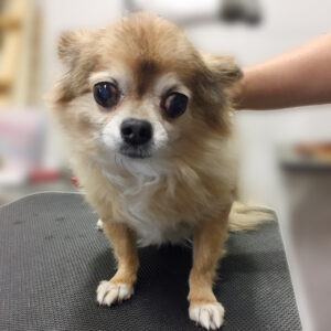 よろしくチワワ