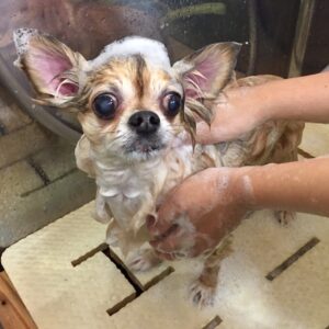 シャンプーチワワ