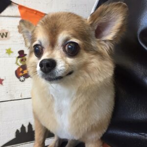 仕上がりチワワ