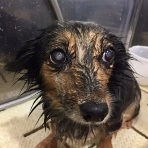 よろしくミックス