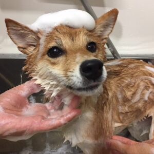 シャンプーしば