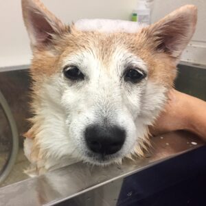 シャンプー豆柴