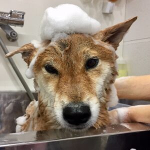 シャンプーしば