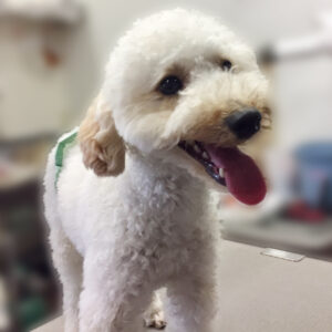 よろしくトイプー