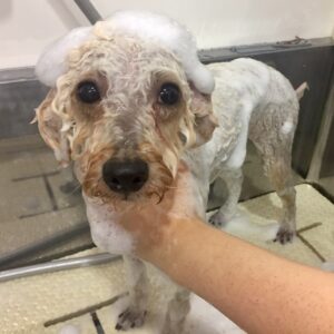 シャンプートイプー