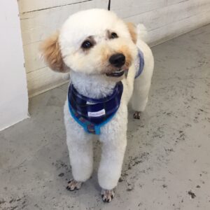 仕上がりトイプー