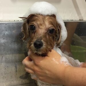 シャンプーミックス