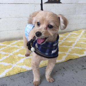 仕上がりミックス