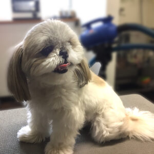 よろしくシーズー