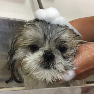 シャンプーシーズー