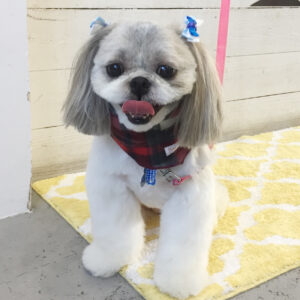 仕上がりシーズー