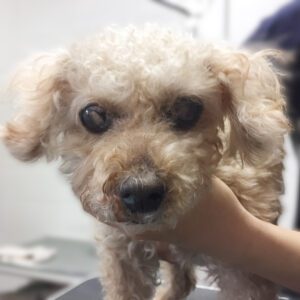 よろしくトイプー