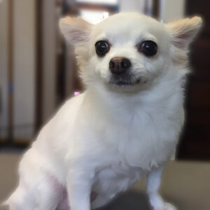 よろしくチワワ