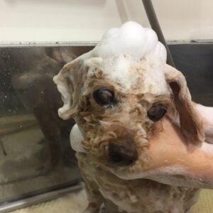 シャンプートイプー