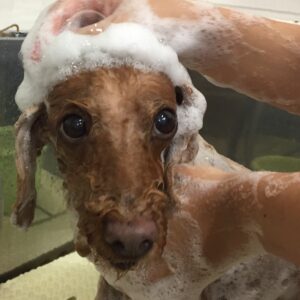 シャンプートイプー