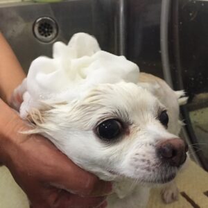 シャンプーチワワ