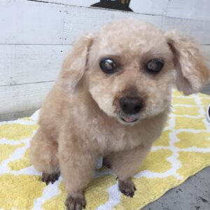 仕上がりトイプー