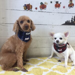仕上がりトイプー&チワワ